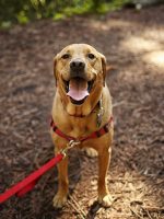 Country Trail Walk