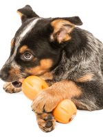 NEW! Paw-zzle Play