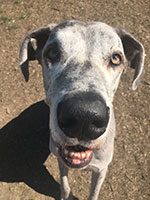 Paw-zzle Play