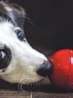 Stuffed Kong